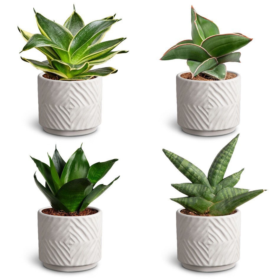 SANSEVIERIA EHRENBERGII 30680425 Dune S Dwarf, D 7