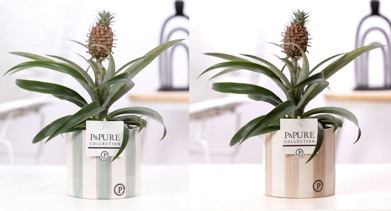 Ananas Rosita in P&PURE Eline 2 ceramics ass. 2, D 12