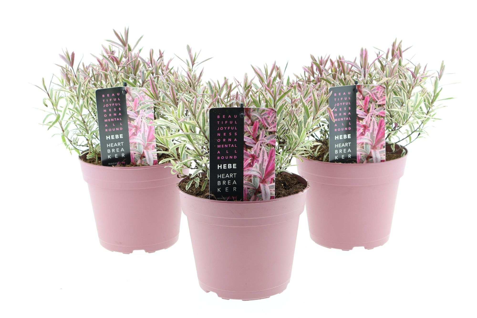 Hebe Heartbreaker, D 17