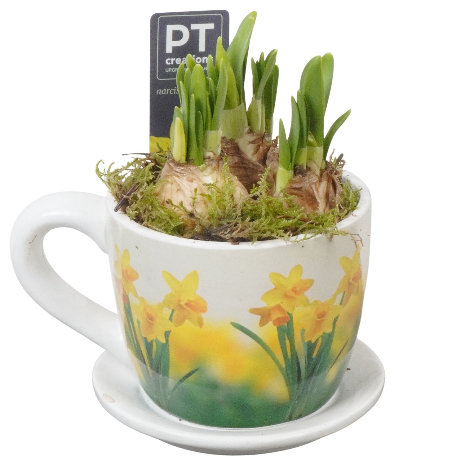 PTN8726 Arrangement Narcissus in keramiek pot, D 11