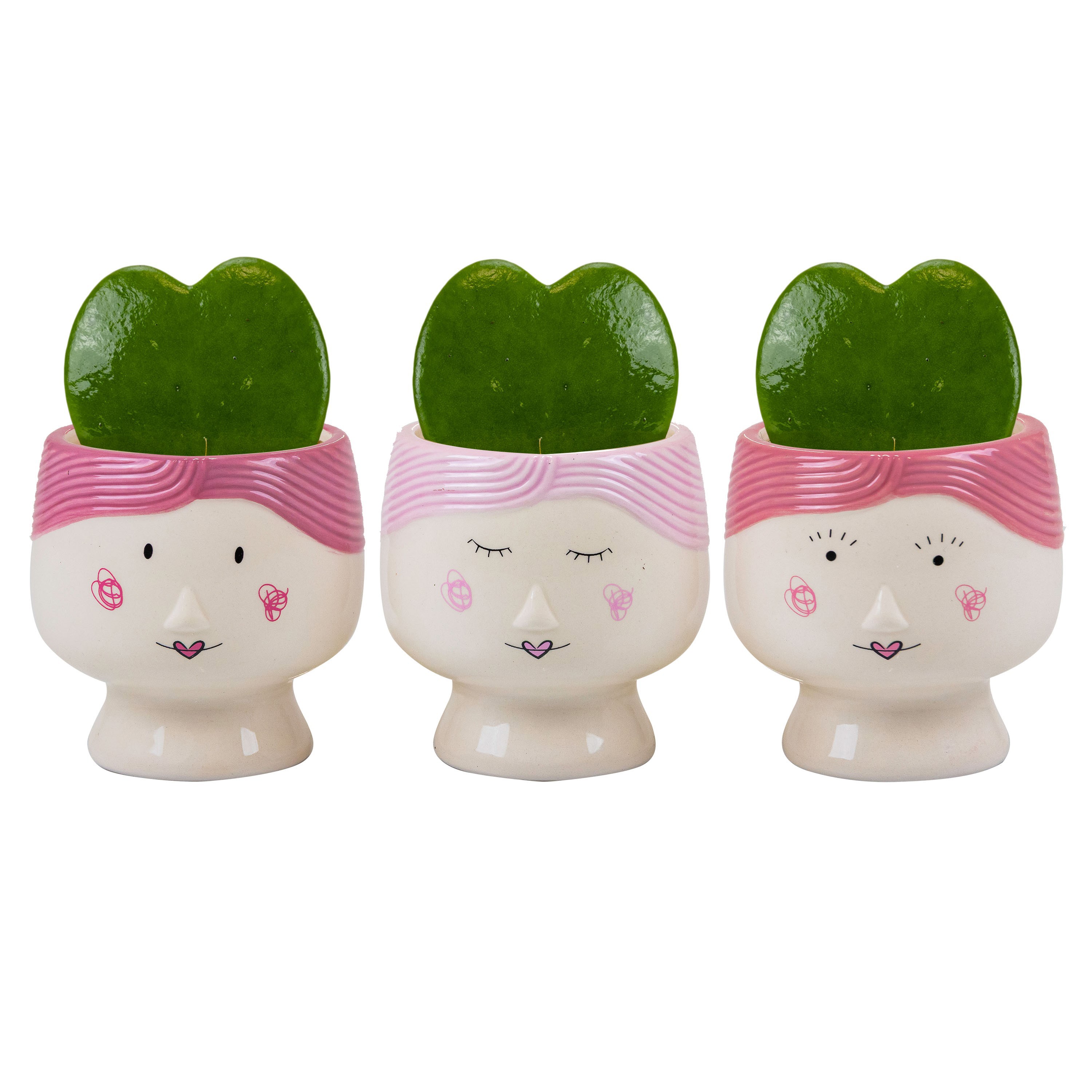 Mama Dukes with Hoya Kerrii, D 6