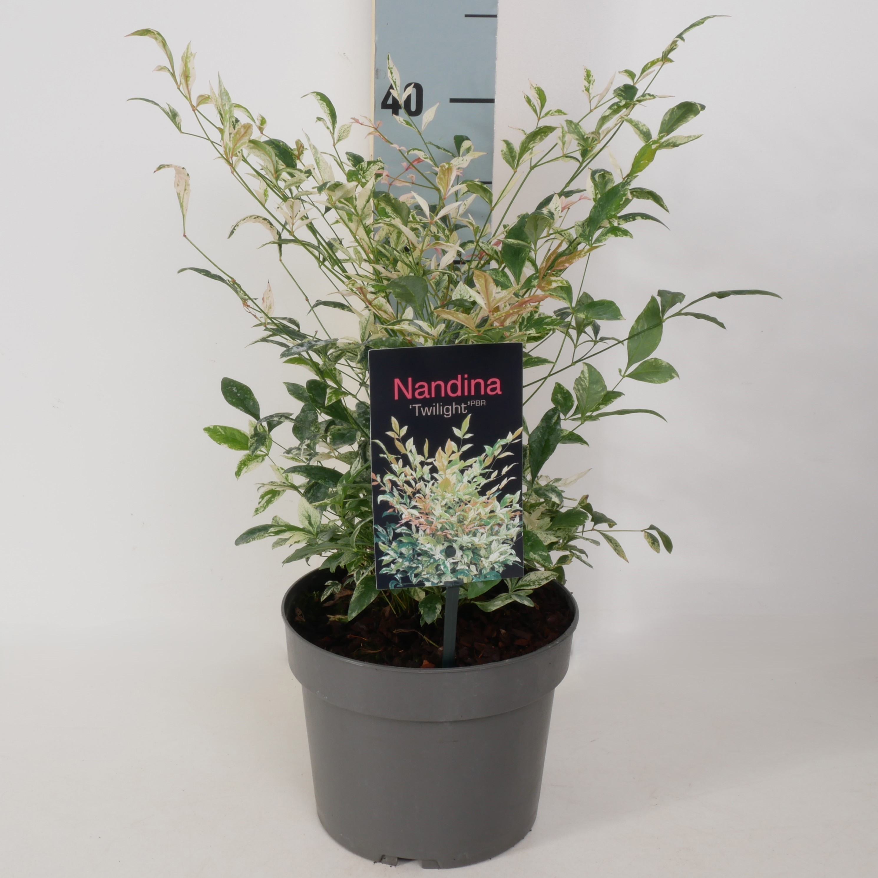 Nandina domestica 'Twilight' P17, D 17