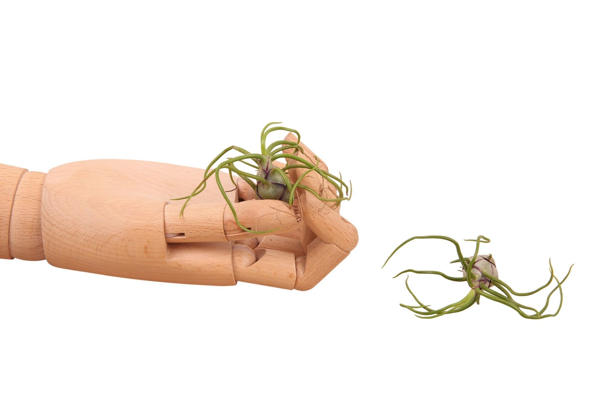 Tillansia Bulbosa - flowering airplant, D 0 cm