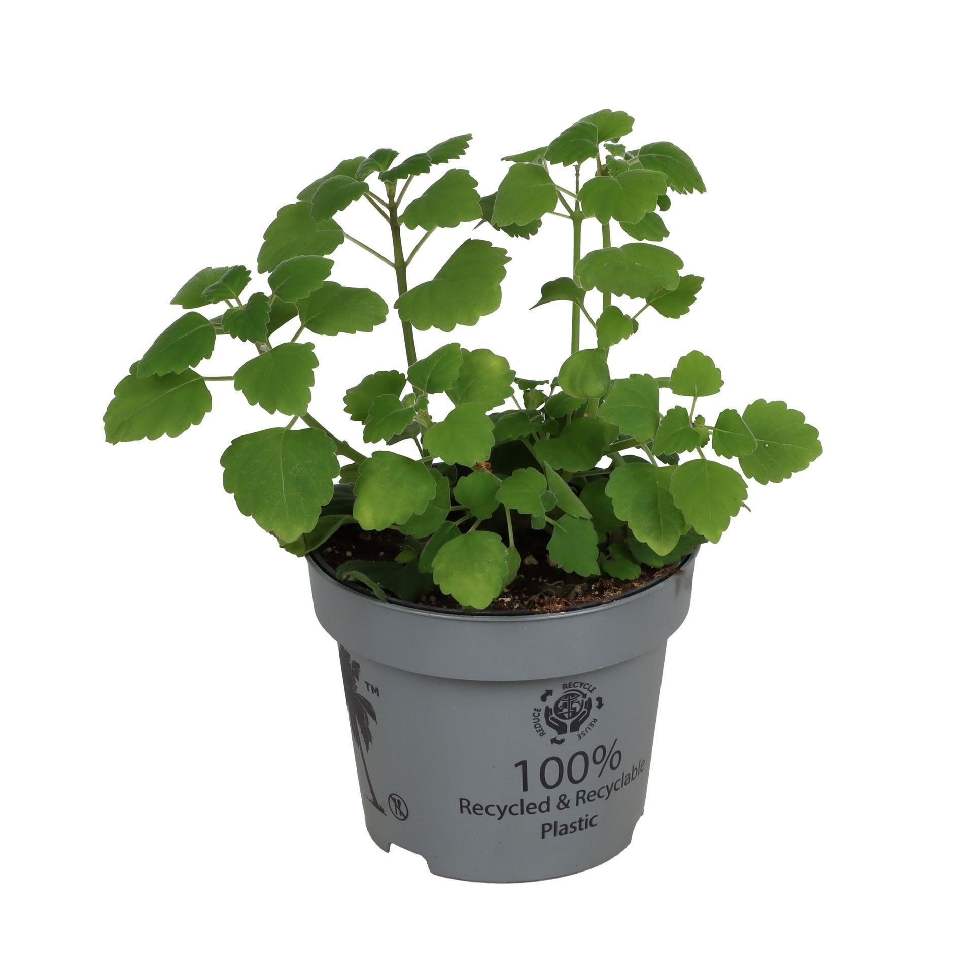 Plectrantus Ernestii Aroma Mint 12 cm, D 12