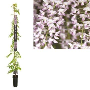 Wisteria floribunda 'Rosea' +Long & strong label, D 23