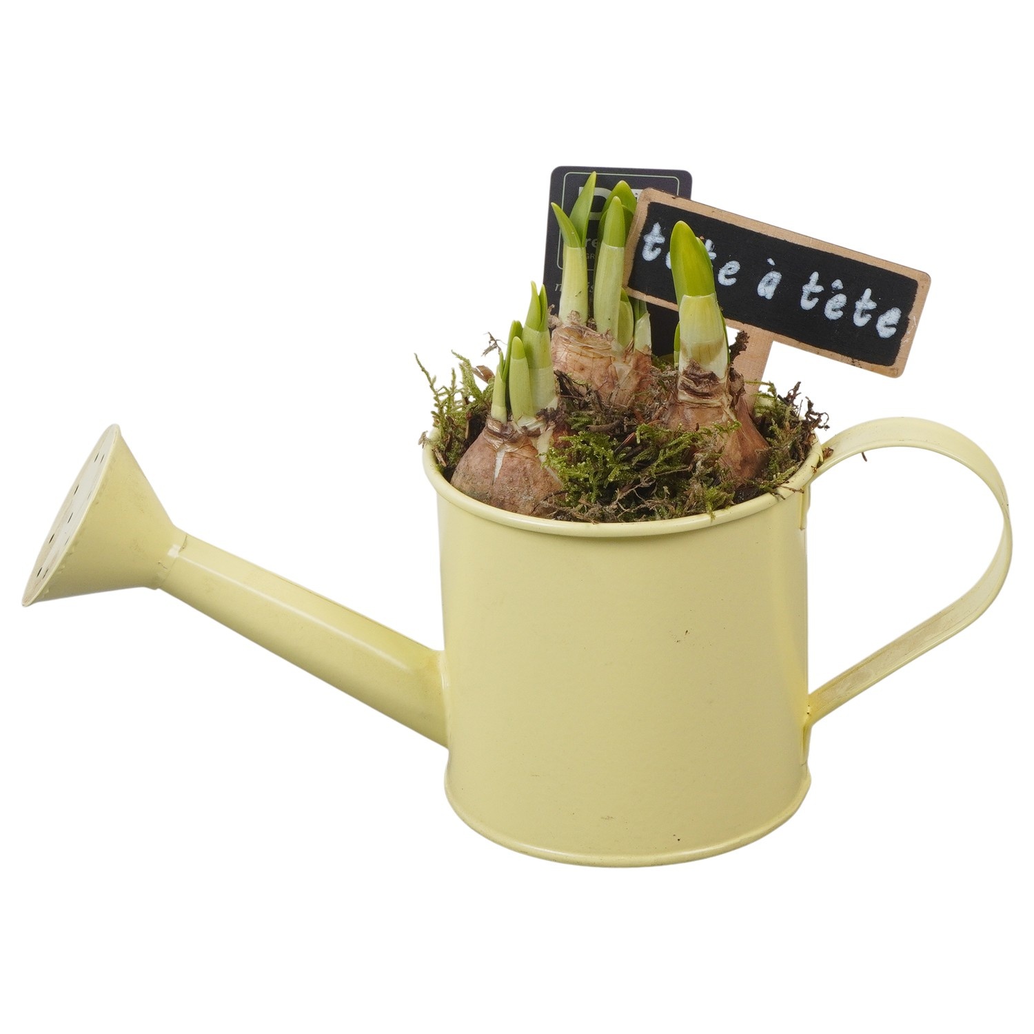 PTN8537 Arrangement Narcissus in zink gieter, D 9