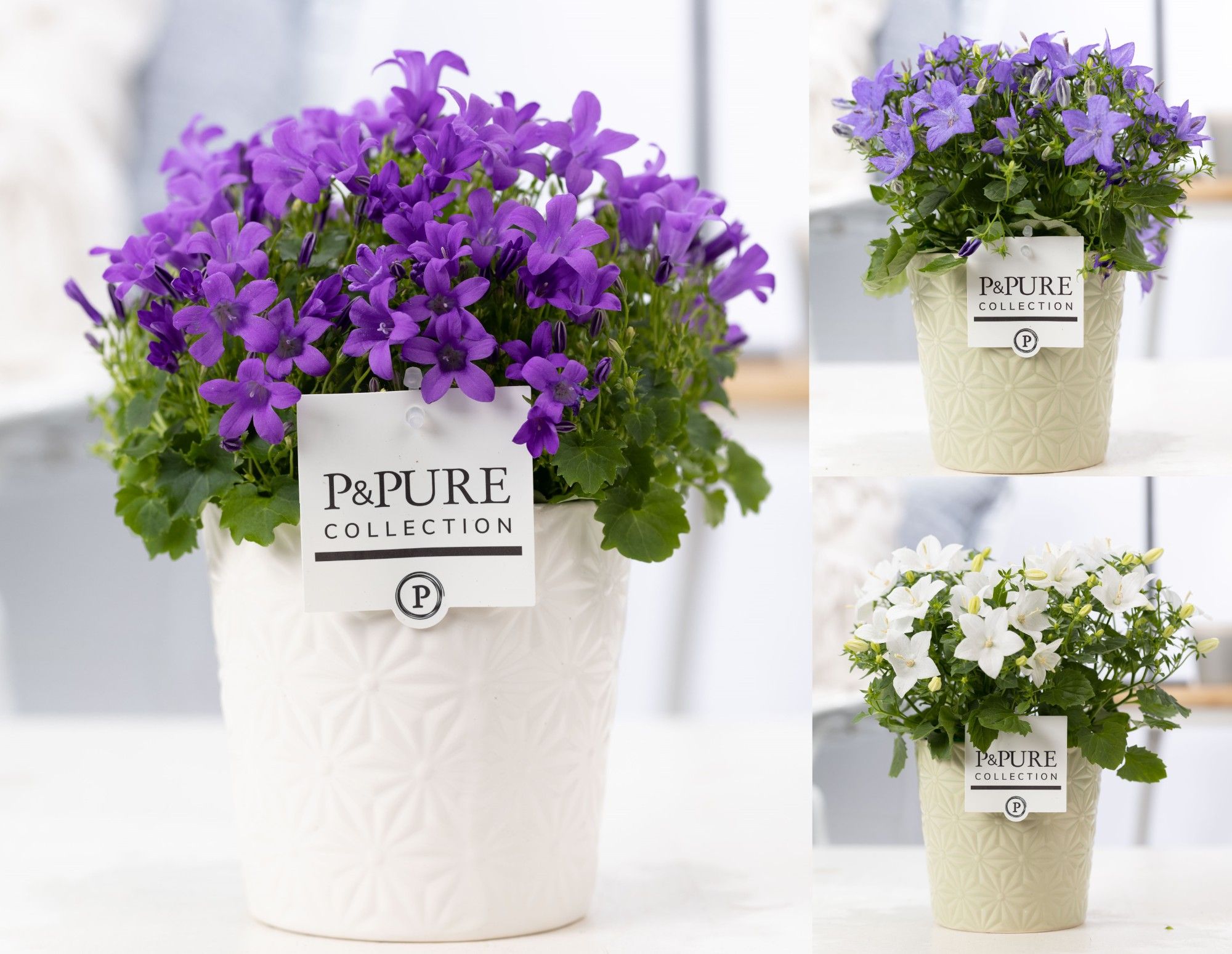 Campanula 'Mix' Pure Juliette, D 13
