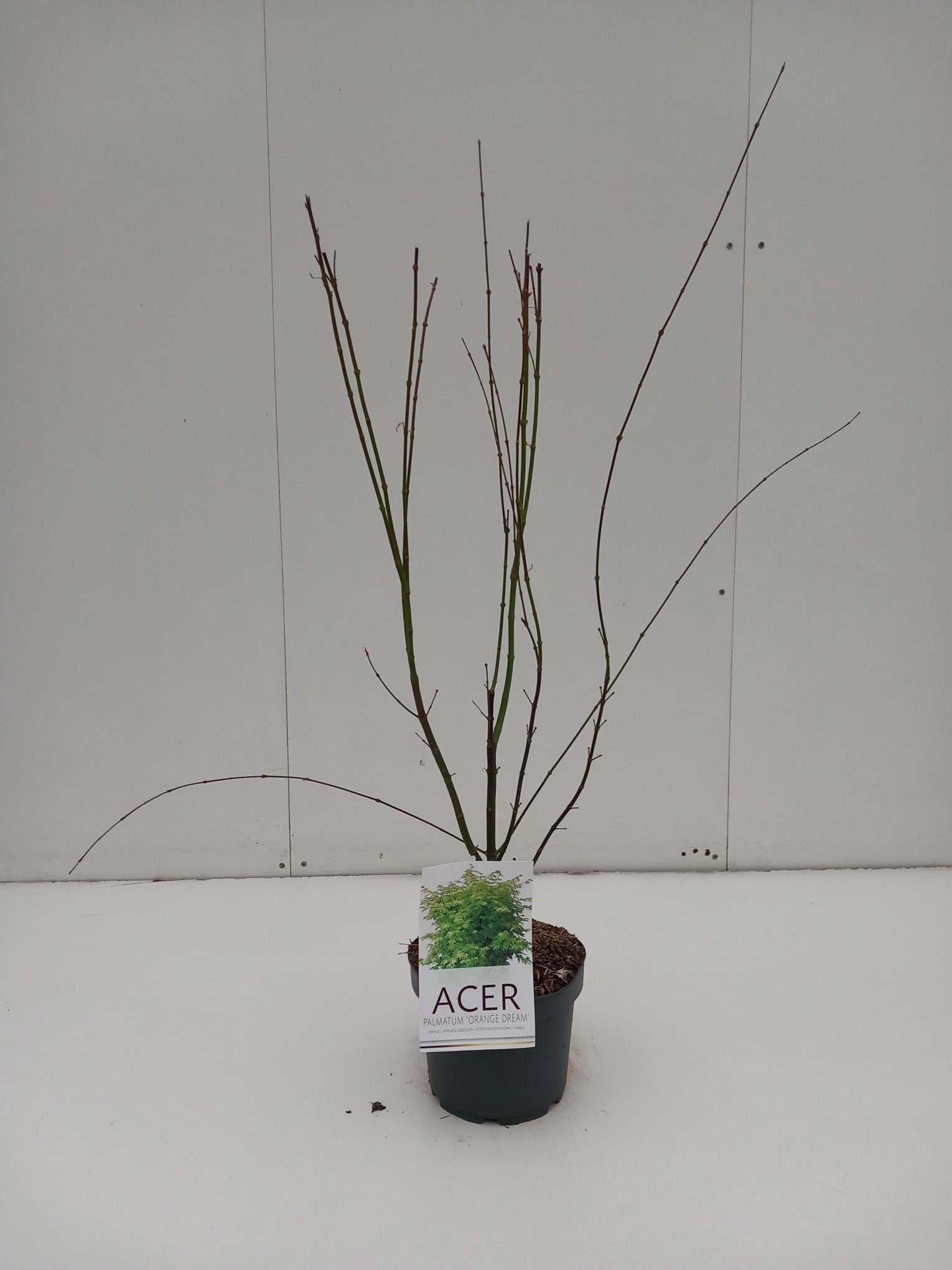 Acer palmatum 'Orange Dream, D 21