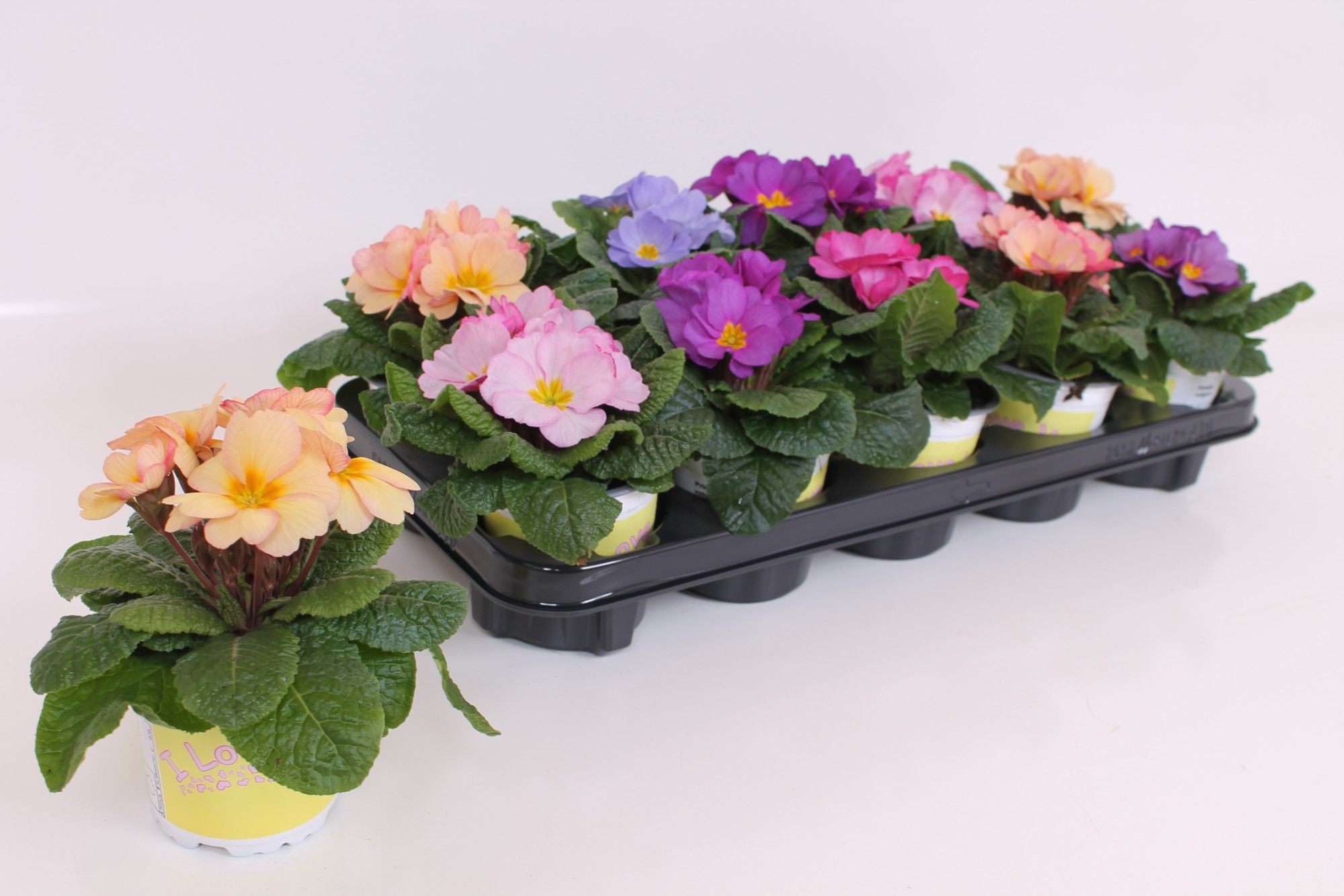 Primula ILY Specials - Provance Mix, D 11