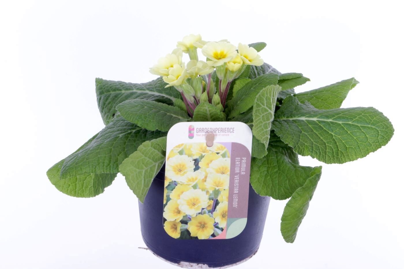 Primula elatior Veristar Lemon, D 13