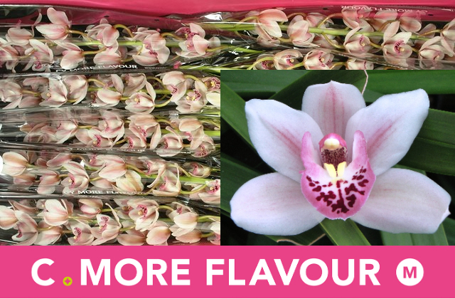 Цимбидиум мини Сабрина x10 60, шт.