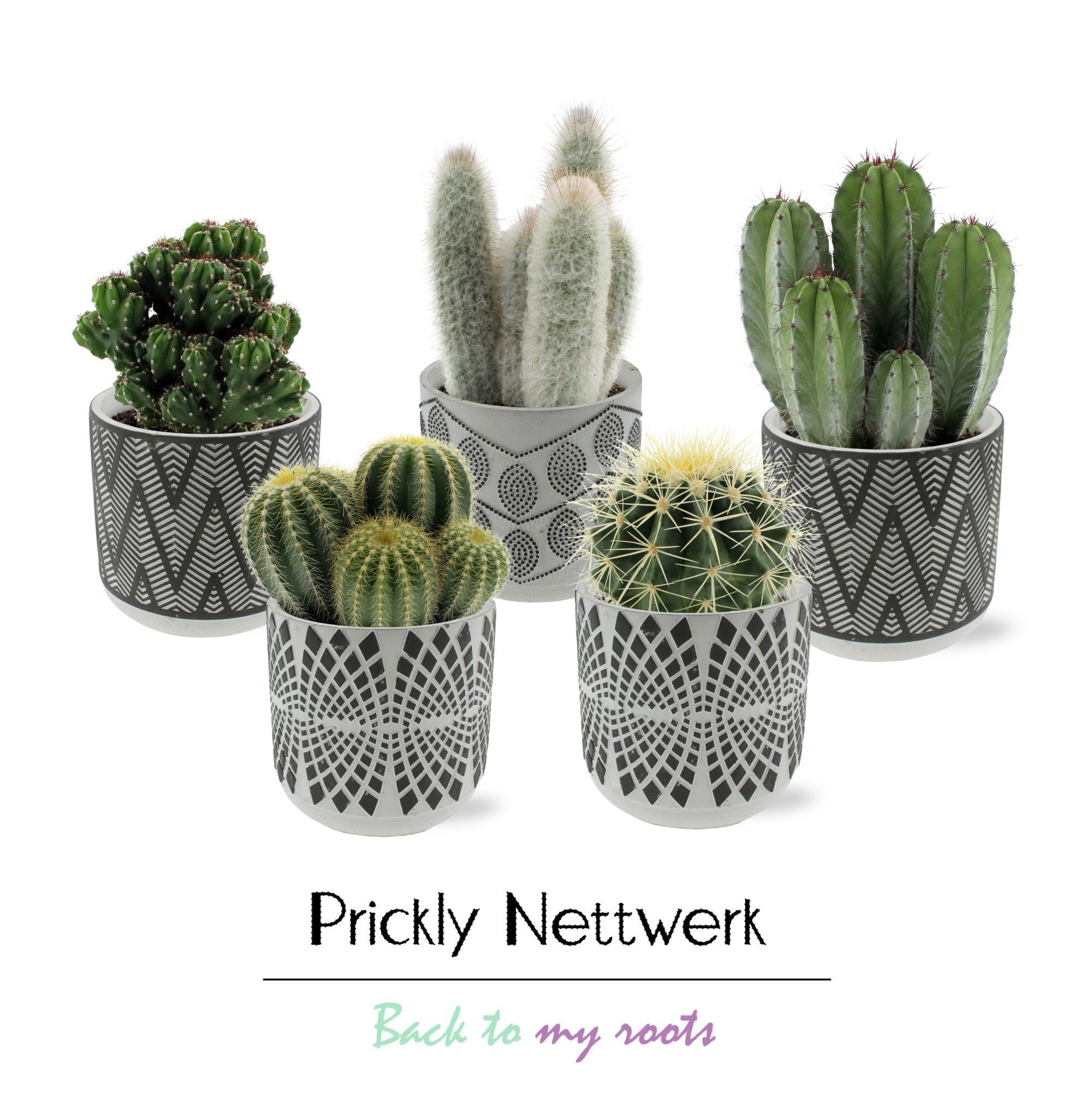 Cactus 12 cm in betonnen Durban sierpot, D 13