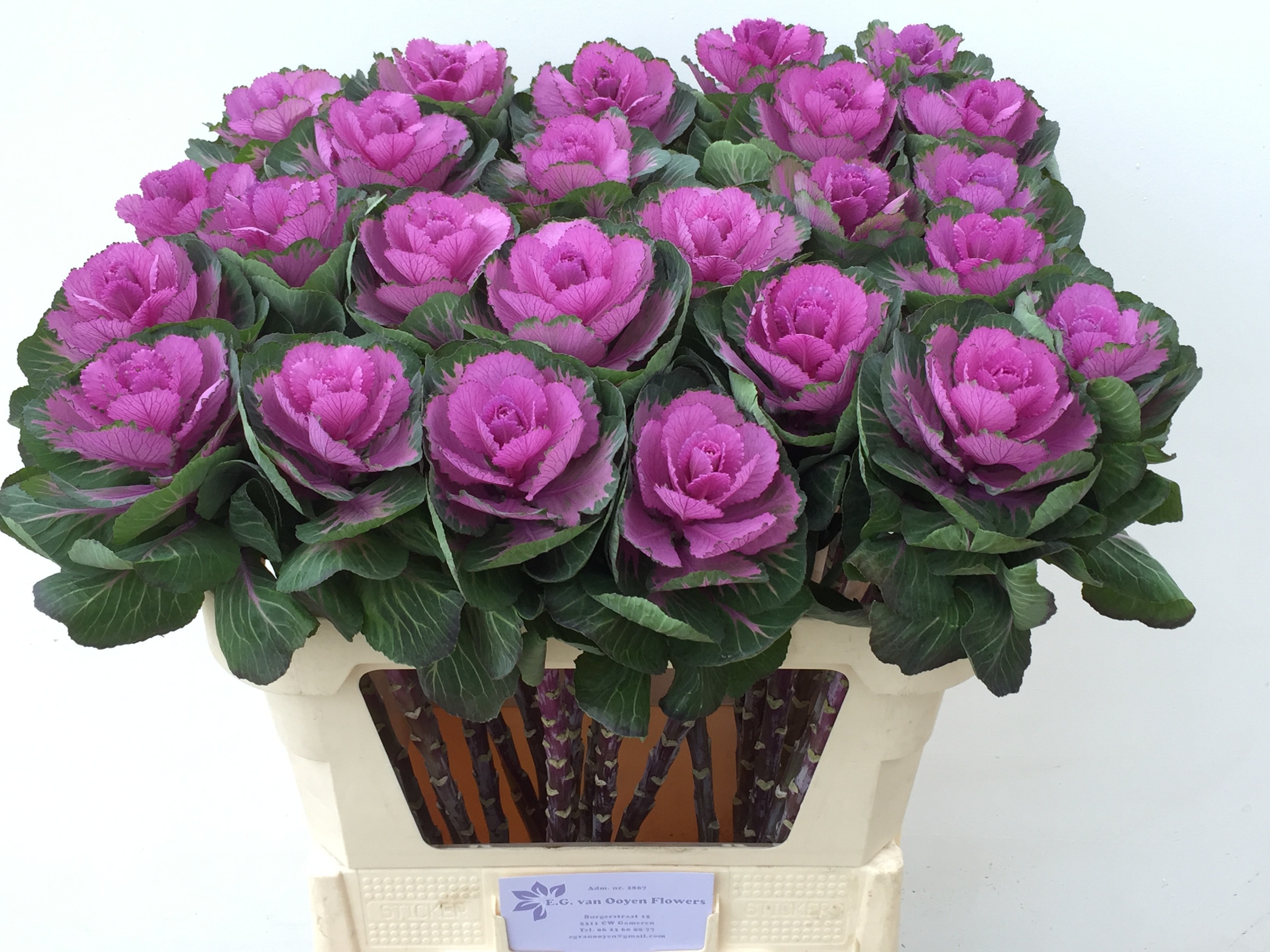 Брассика Рэд Крэйн 75, шт.