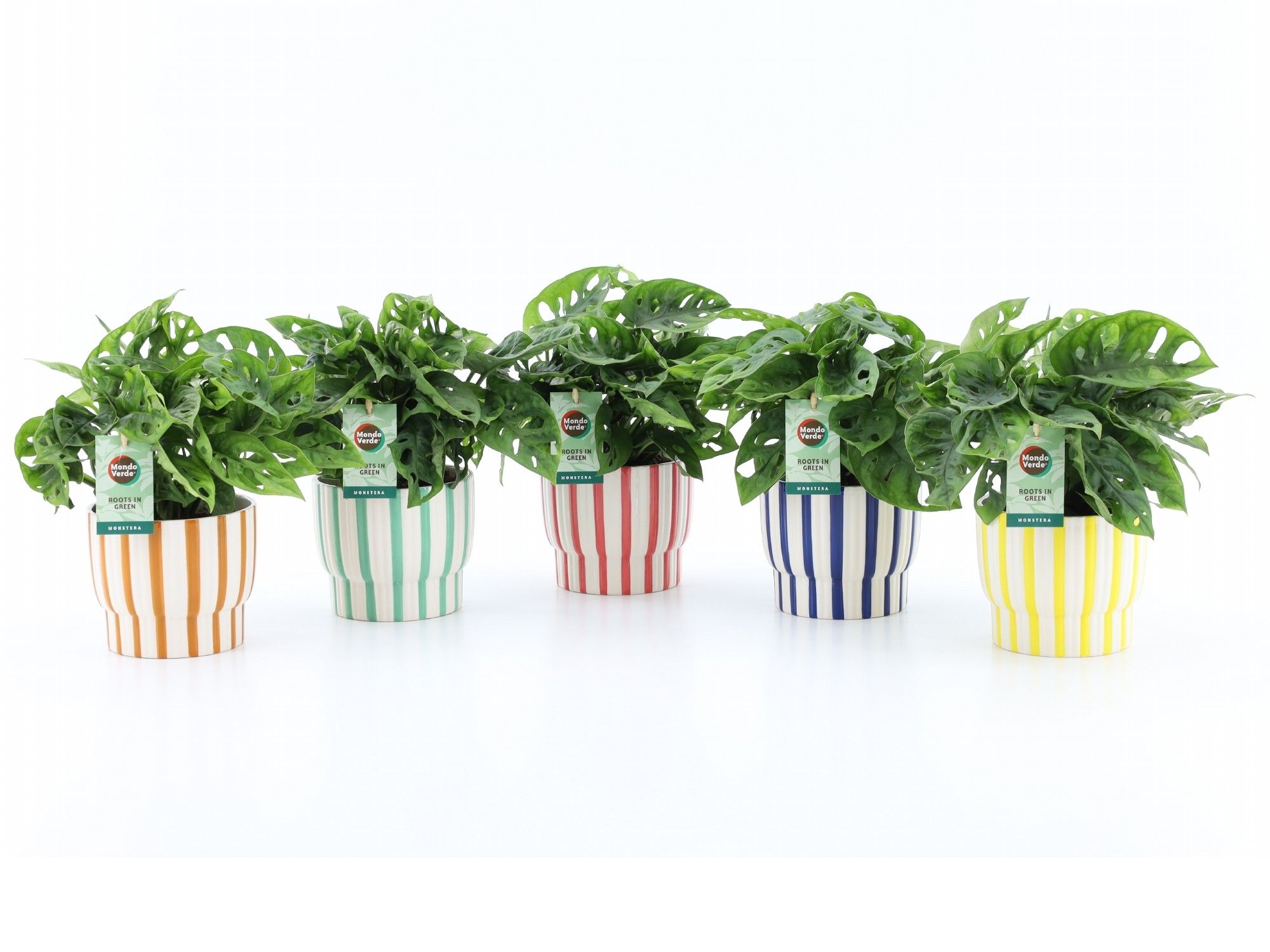 Monstera Adansonii in Pastel Stripe, D 13