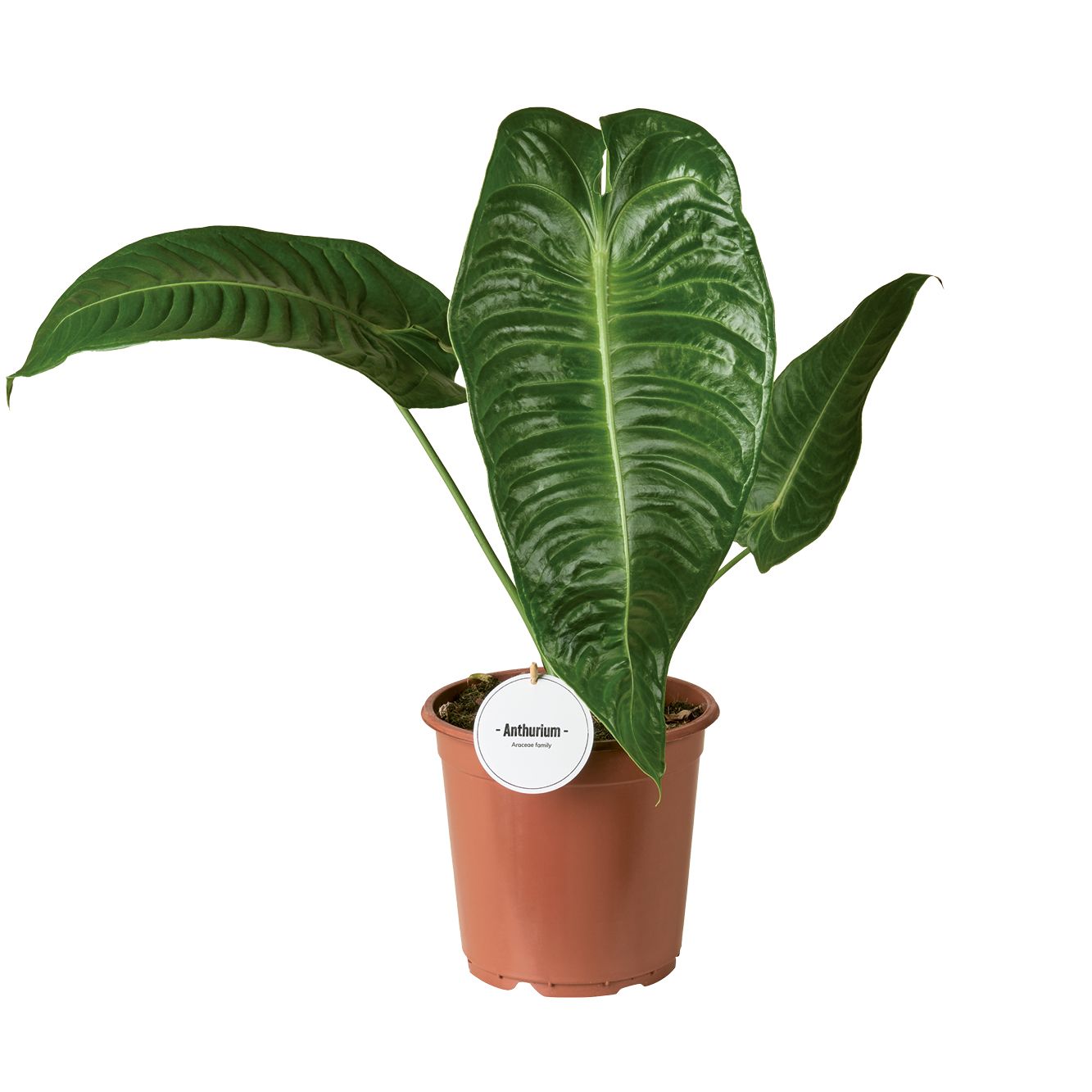 Anthurium Veitchii, D 21