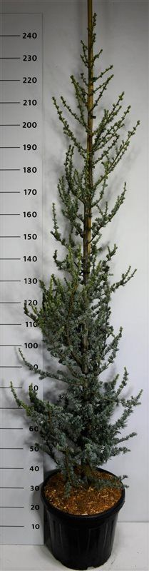 Cedrus l. 'Glauca', D 38