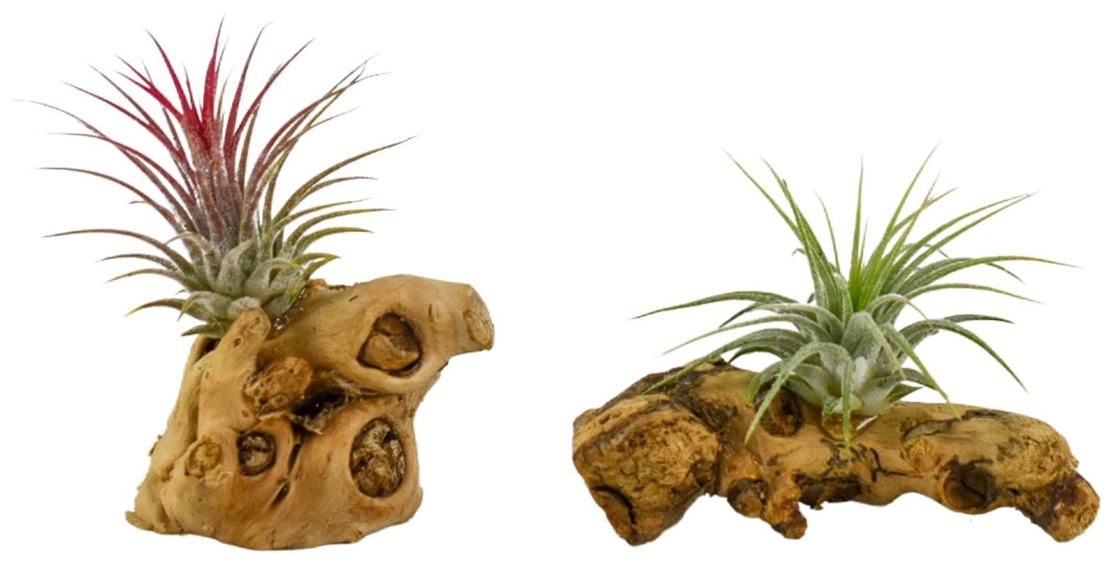 Tillandsia hout mini, D 8