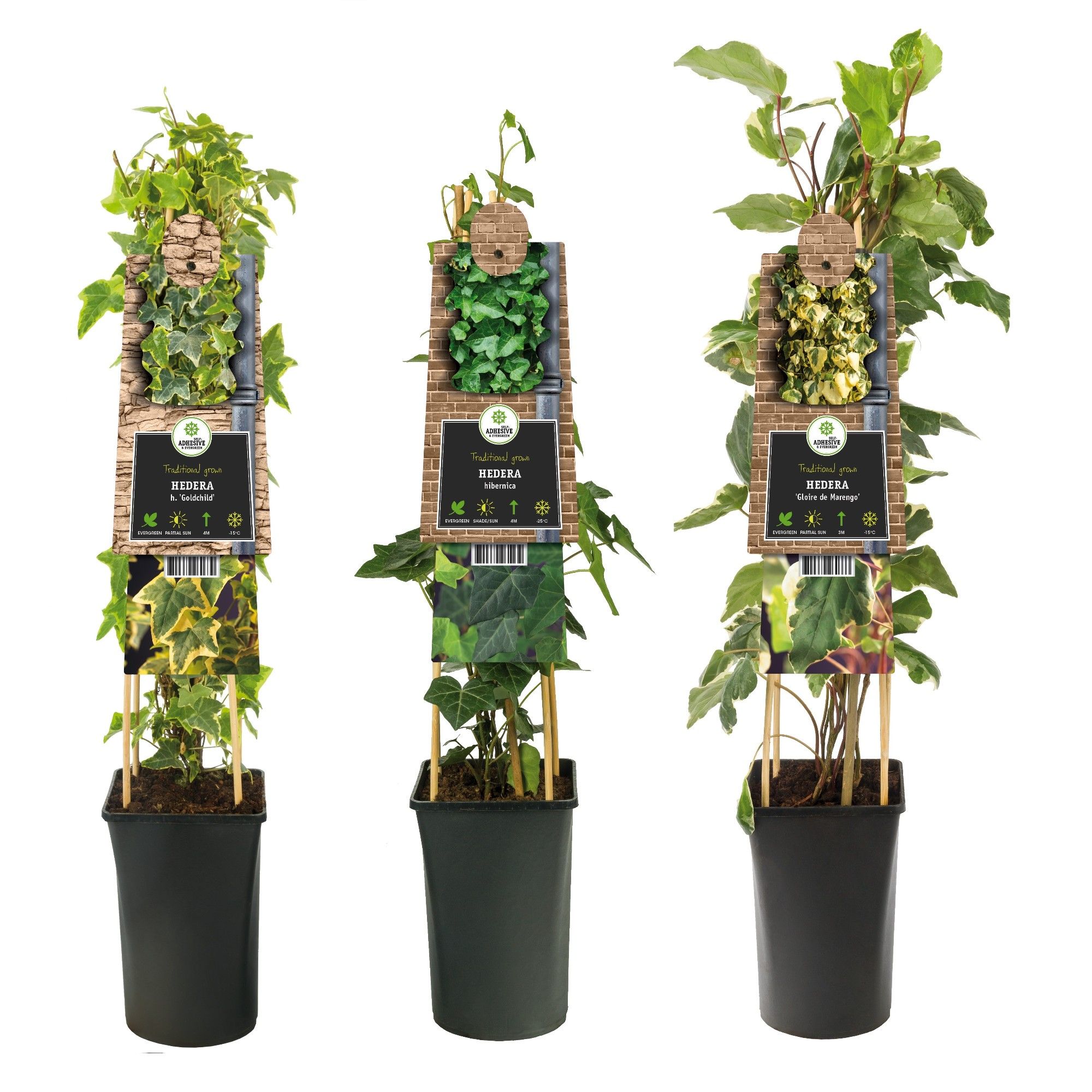 Mixtray Hedera +3.0 label, D 17