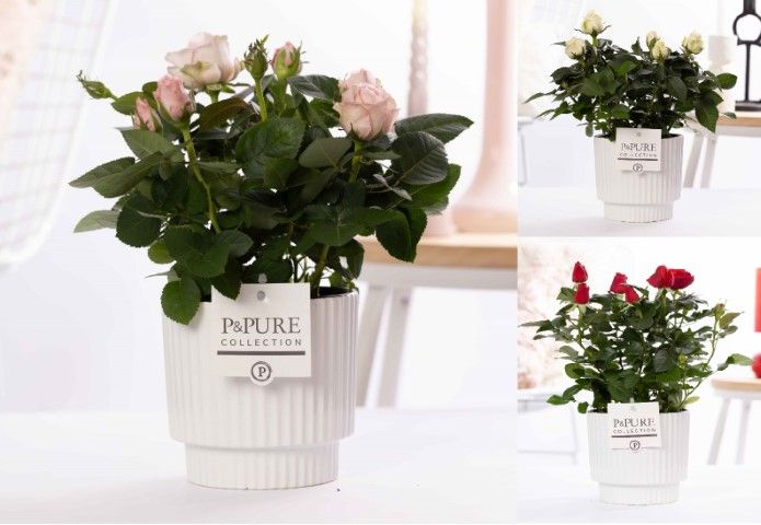 Rosa gemengd in P&PURE Ivy ceramics shiny white, D 12