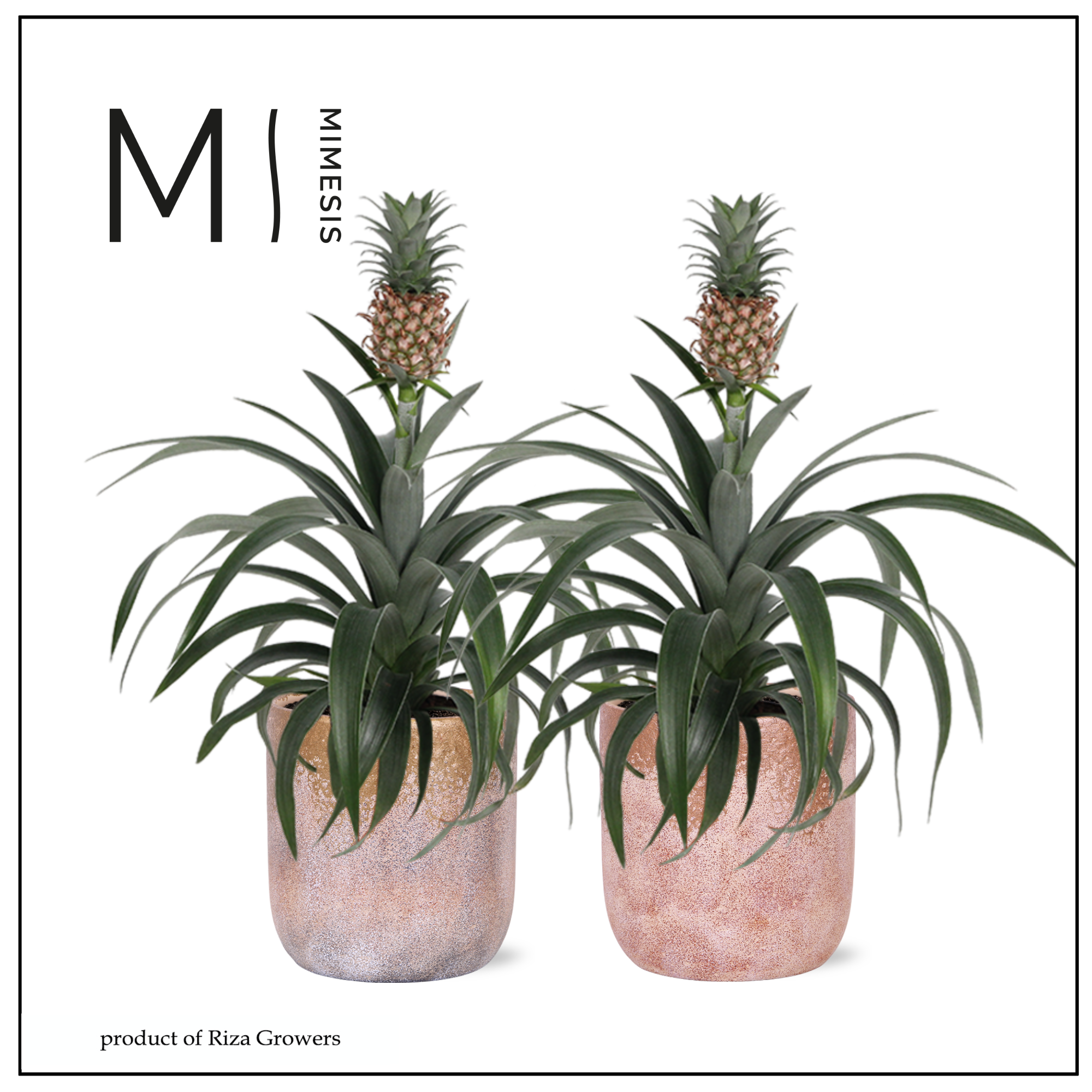 Ananas Mi Amigo - 13cm in Luxor | Mimesis, D 12