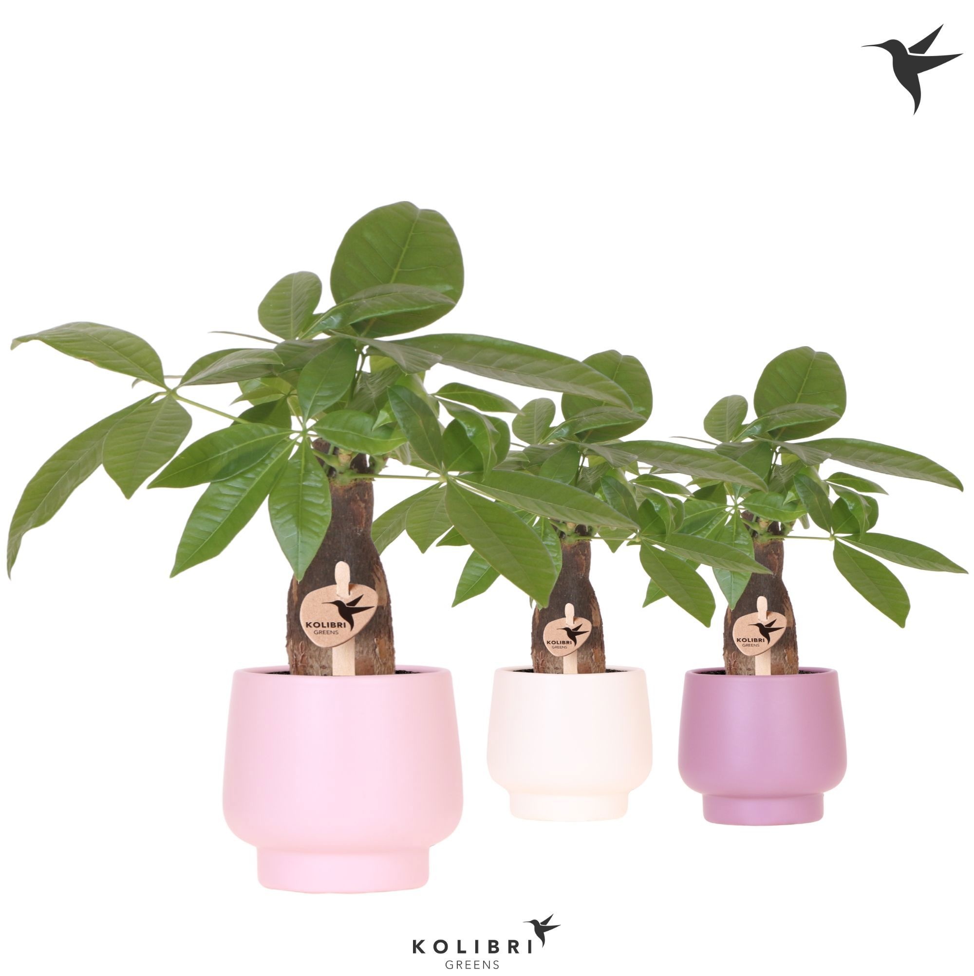 Kolibri Greens Pachira in Scandic pot pink mix, D 9