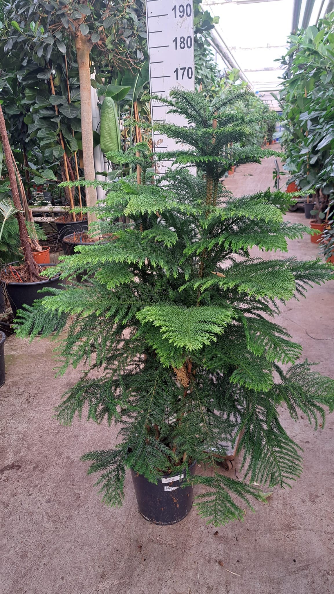 Araucaria 160, D 30