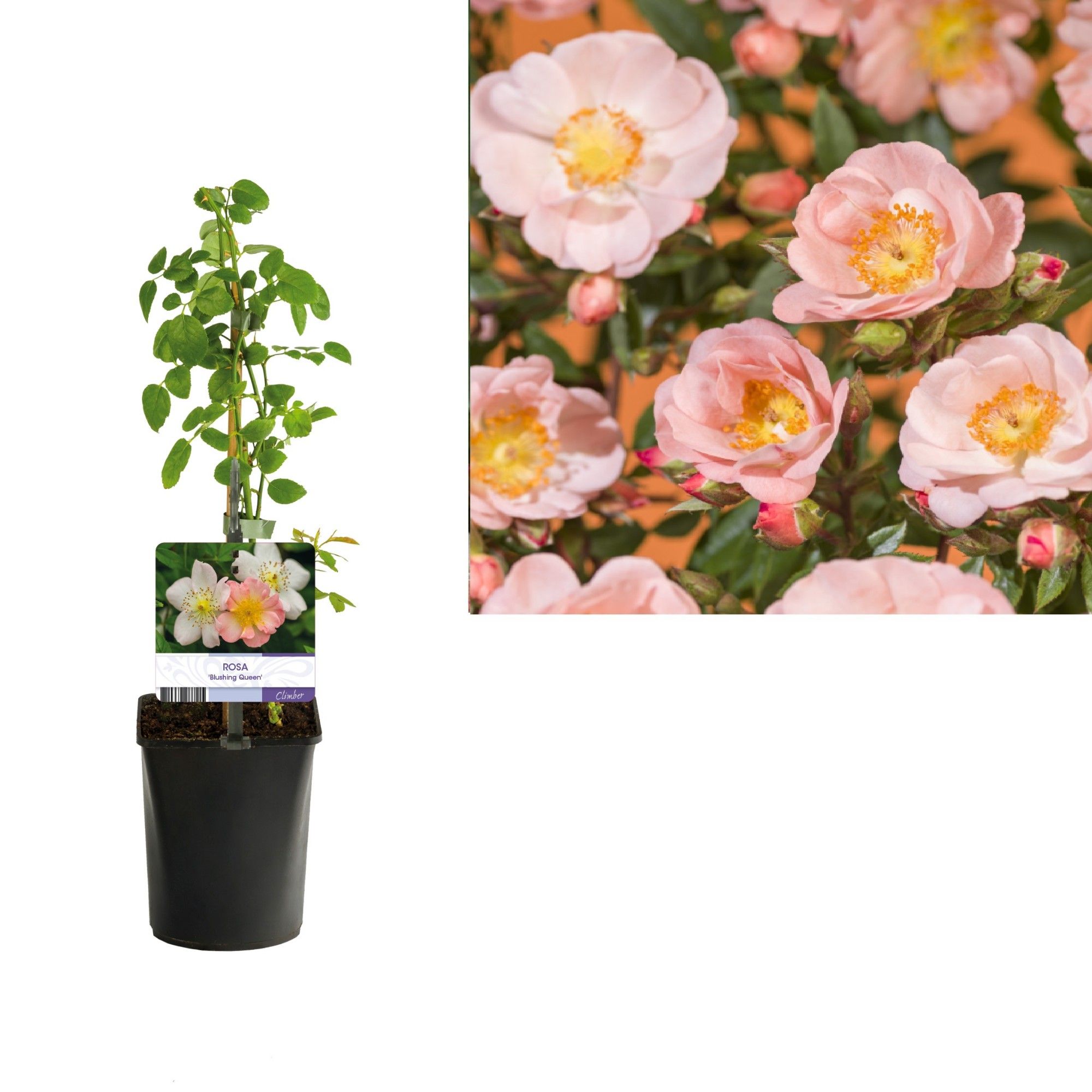 Rosa 'Blushing Queen' +light label, D 11