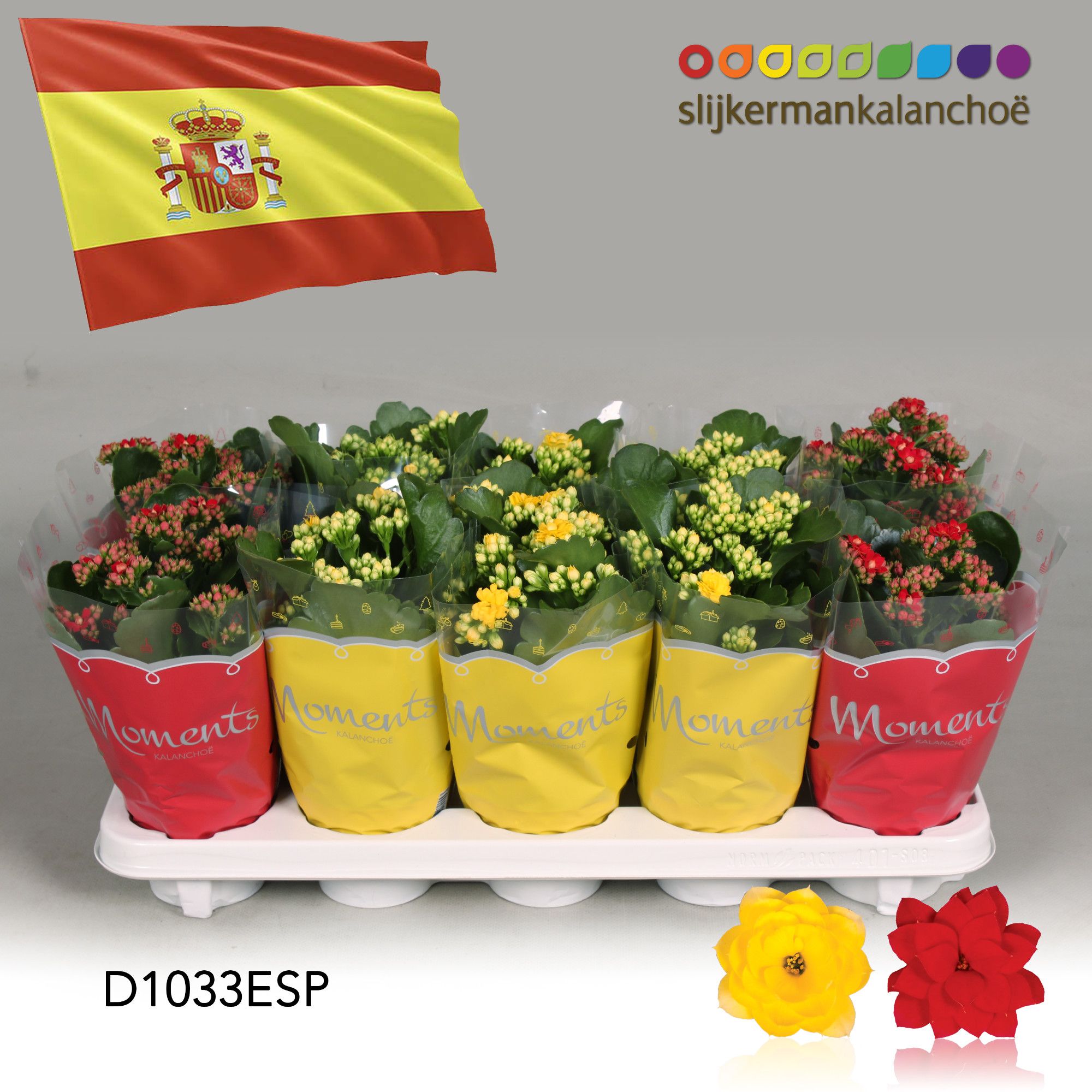 Kalanchoe Moments - Spain flag, D 10,5