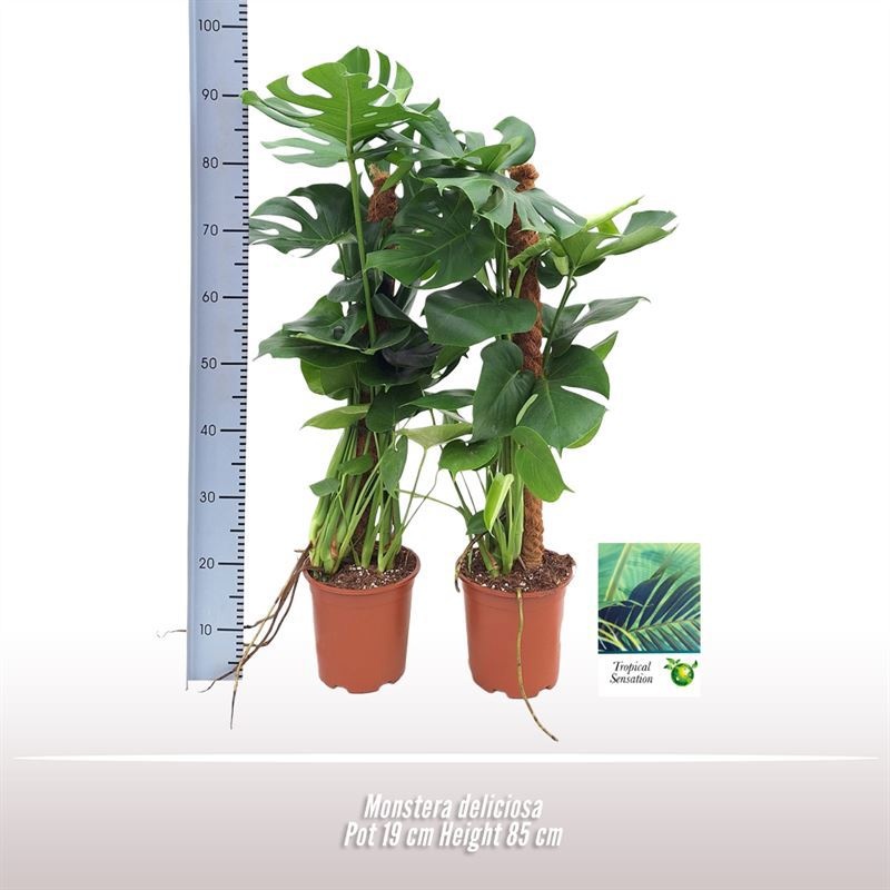 Monstera deliciosa mosstok, D 19