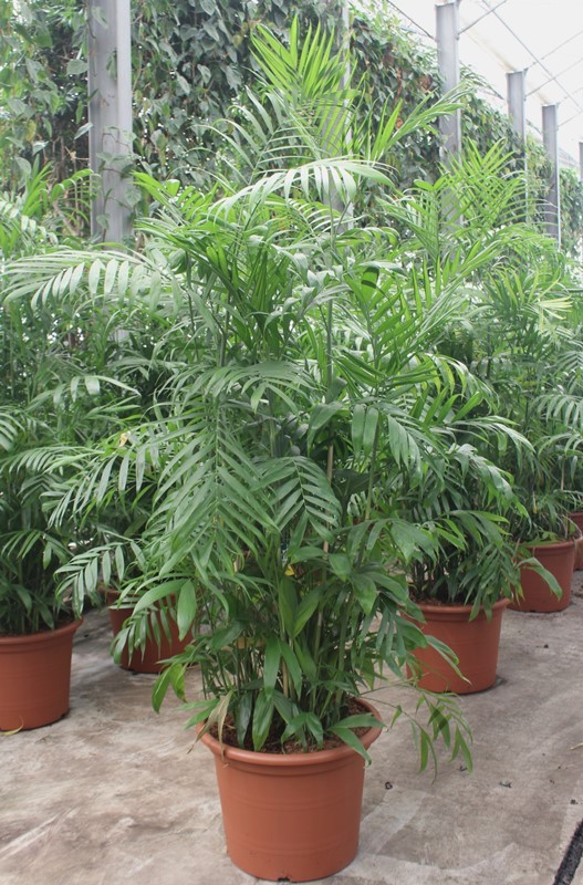 Chamaedorea Seifrizii, D 55