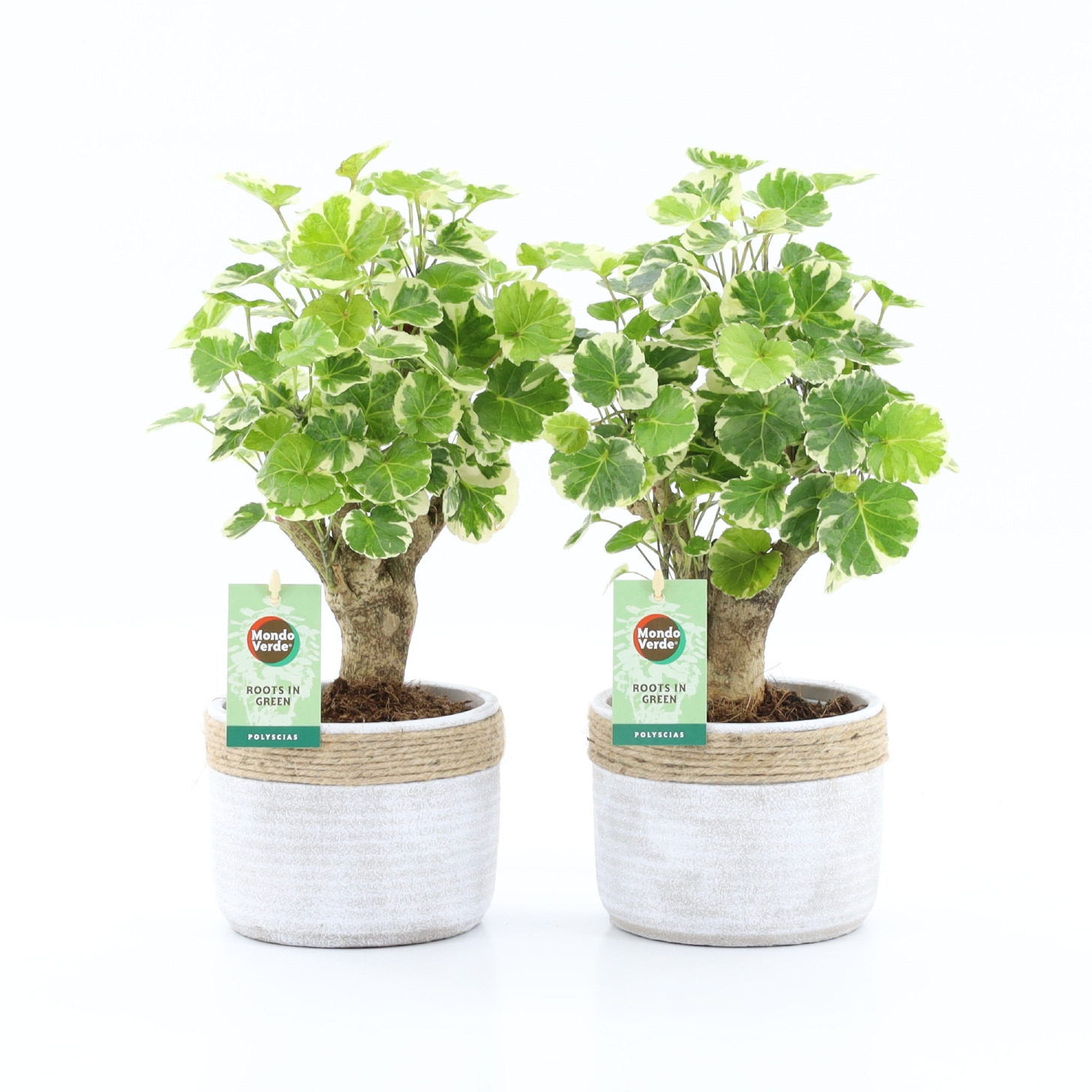 Polyscias Balfouriana in Sturdy, D 13