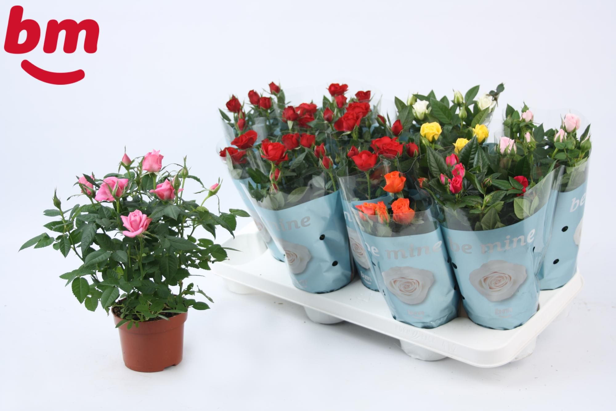 Rosa Beau Monde gemengd met 50% rood 10,5 cm, D 10,5