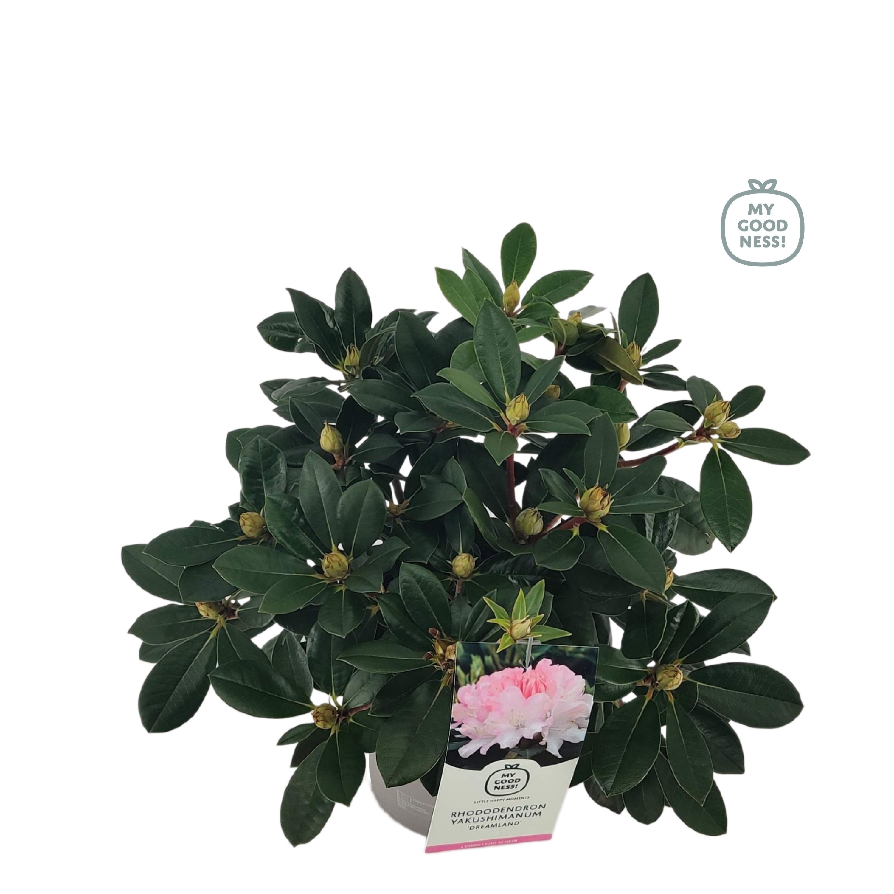 Rhododendron 30-40 /4 liter 'Dreamland' yakushimanum, D 21