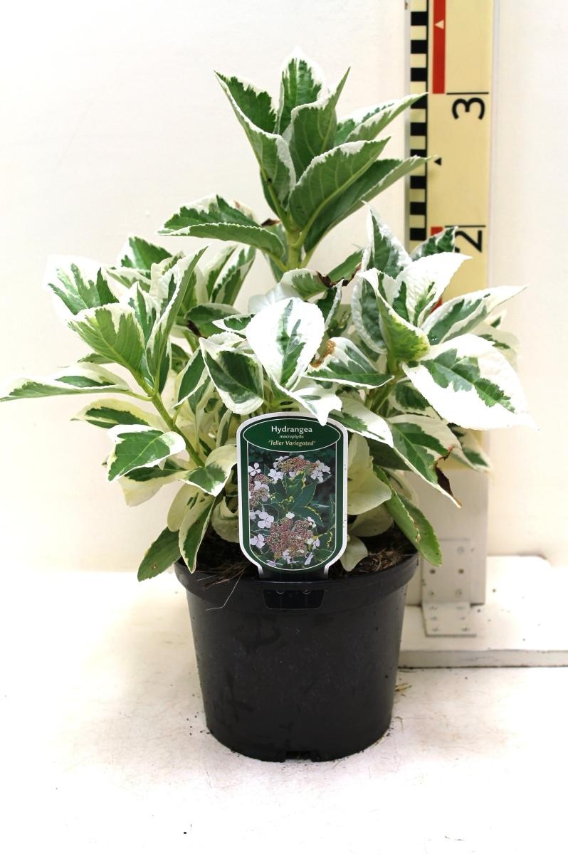Hydrangea m. 'Tricolor', D 19