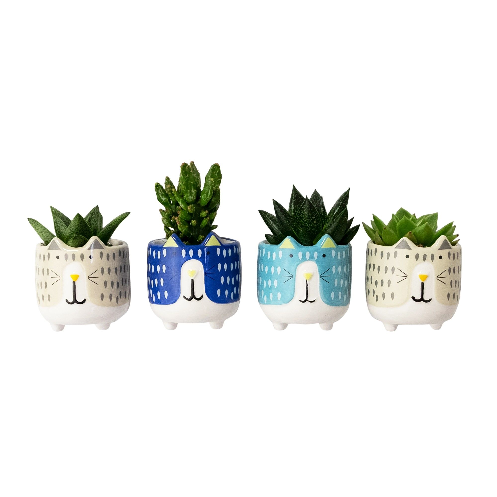 Magnetized Cat with Succulent mix, D 6