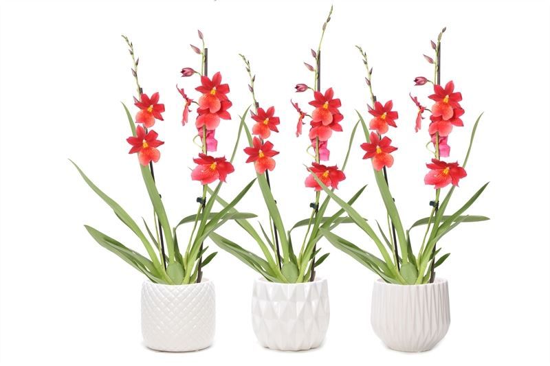 Dolomite p12 White mix Cambria Nelly Isler 2T16+, D 12