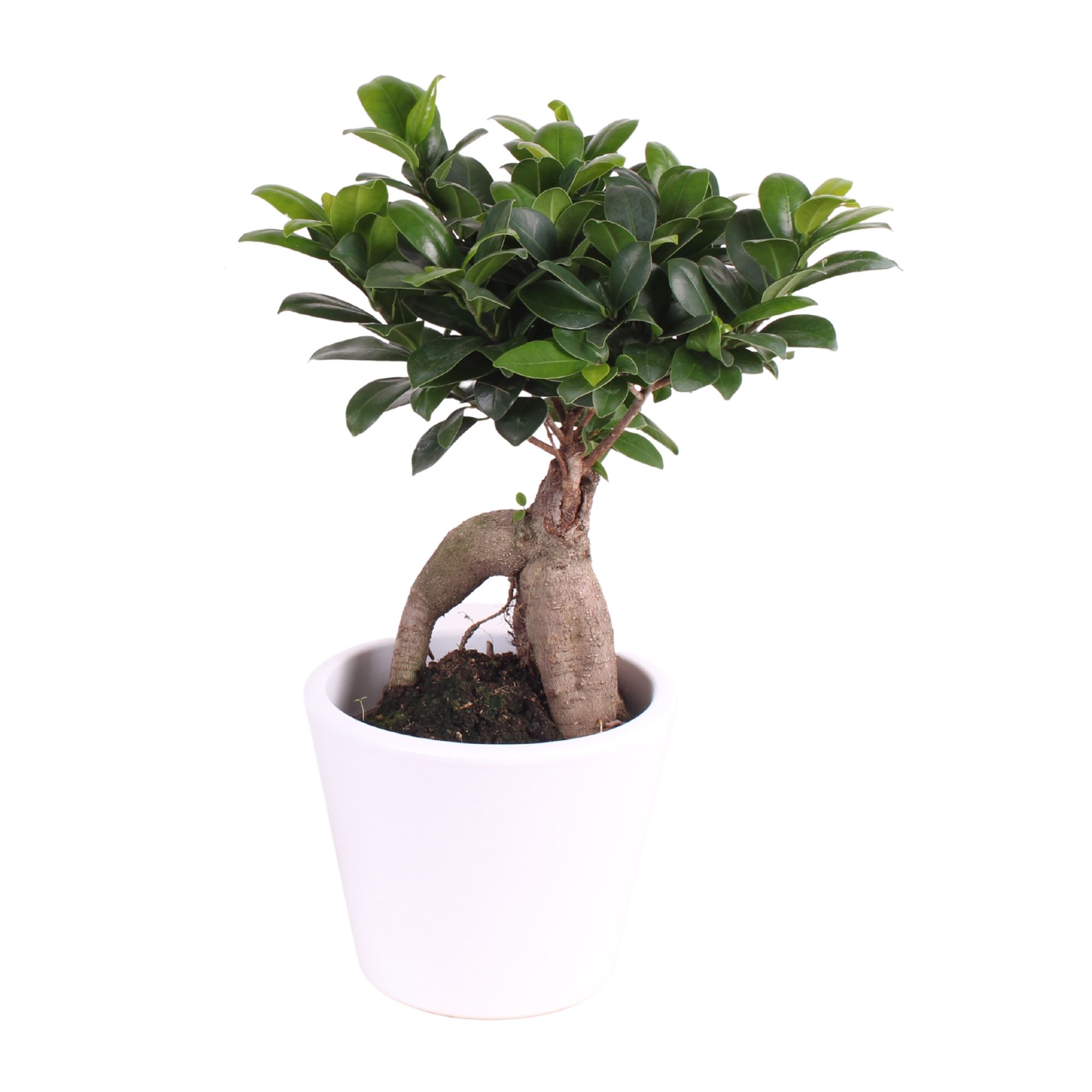 Ficus m. Ginseng ø15cm in ø18cm Karla White pot, D 18