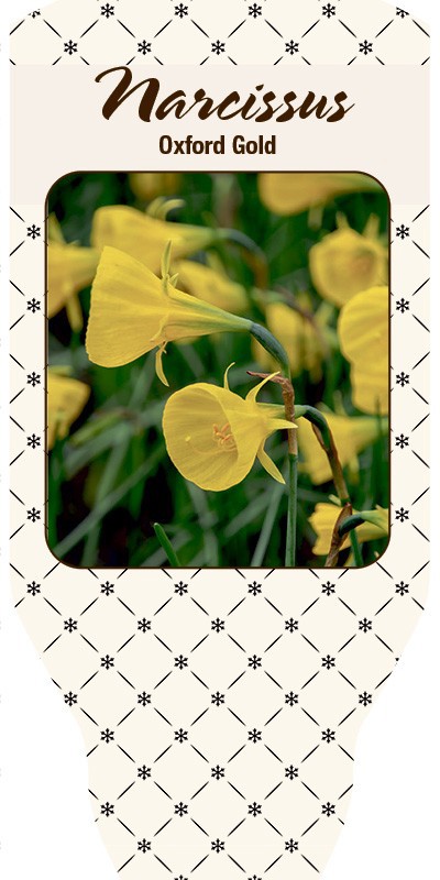 NARCISSUS INCOMPARABILIS 'Oxford Gold', D 11