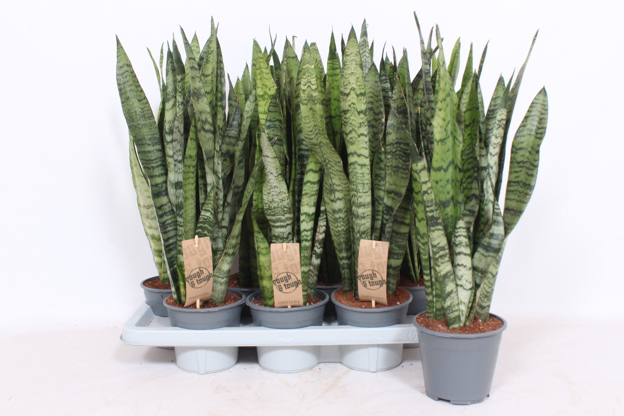 Sansevieria zeylanica XL, D 14