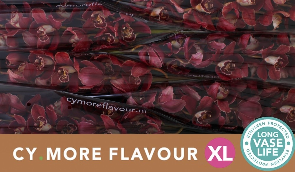 Цимбидиум ХМС Серена x6 80, шт.