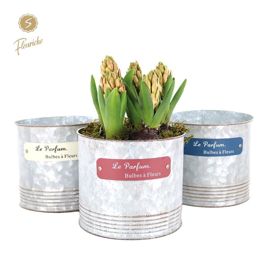 (5704) Hyacint Le Parfume [XL] 5PP Mos, D 16