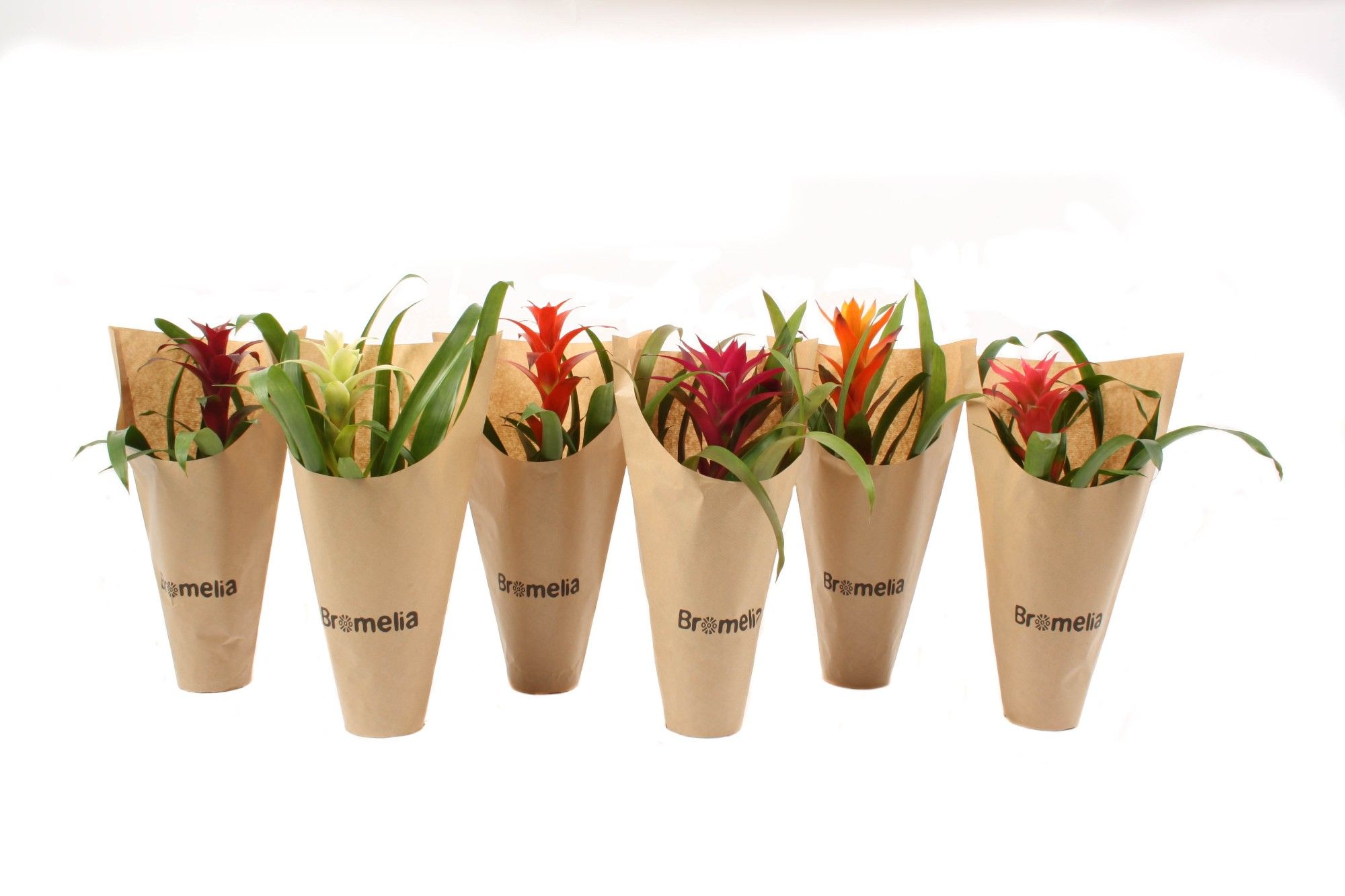 Guzmania mix in hoes Kraft, D 12