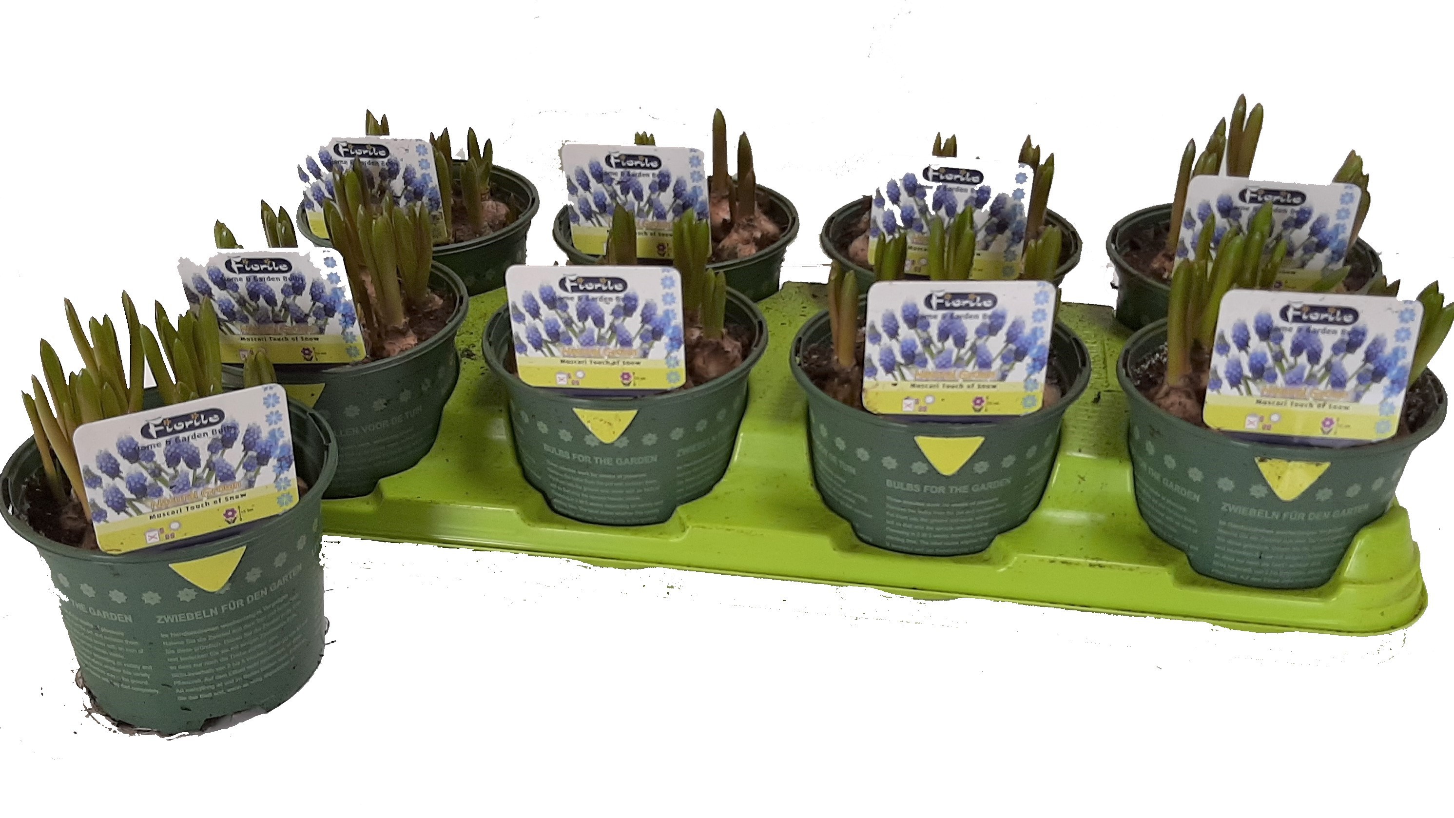 Muscari Touch of Snow (kopie), D 13