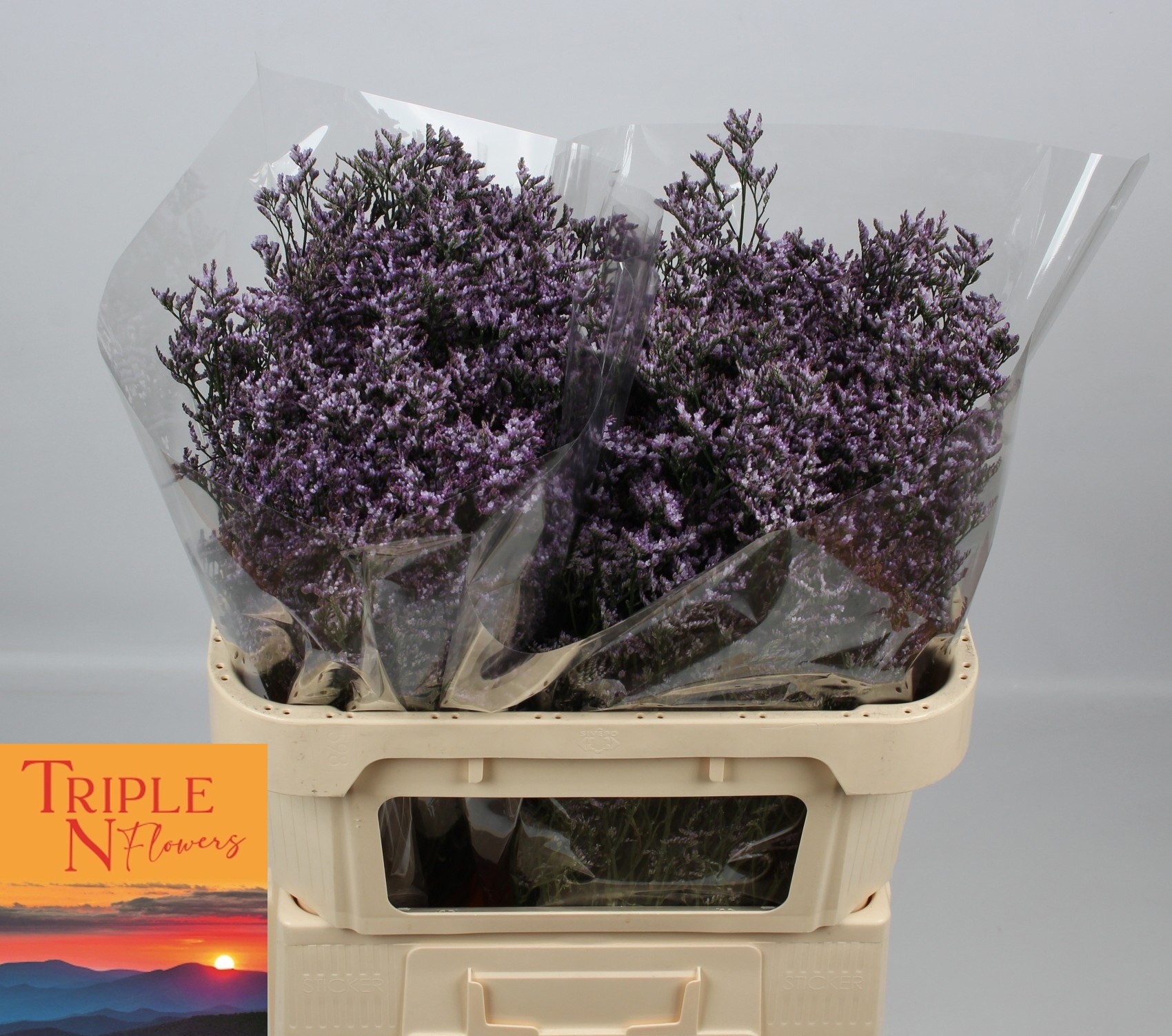 Лимониум Сафора Лилак 70 (фиолет.), шт.