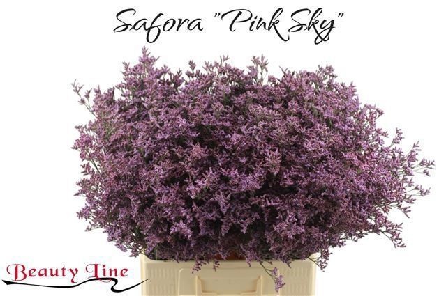 Лимониум Пиума Скай 60, шт.