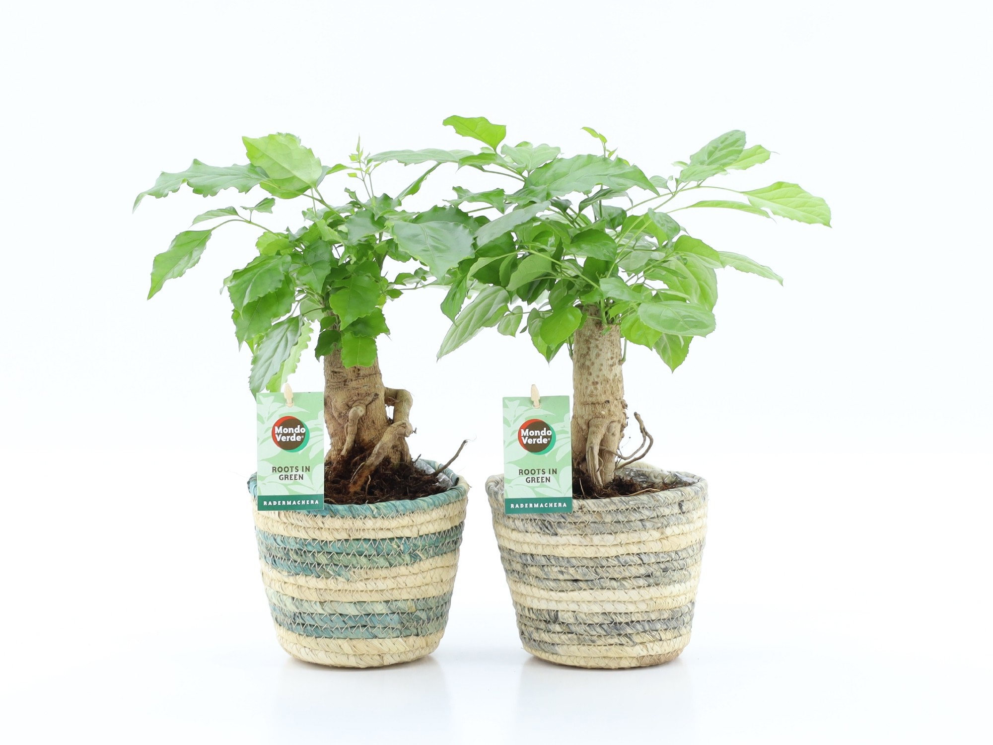 Radermachera Bonsai in Noah Lines, D 14