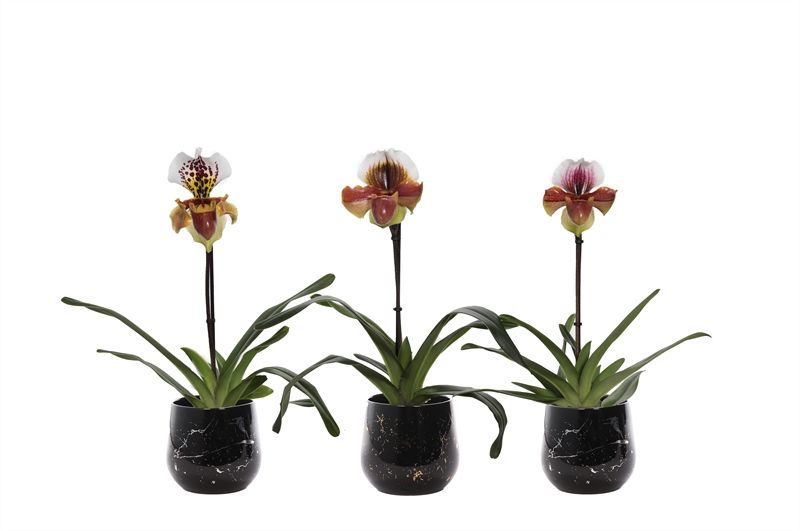 Stoneware p12 Rhonda gold Paphiopedilum USA Hybride 1bl, D 12