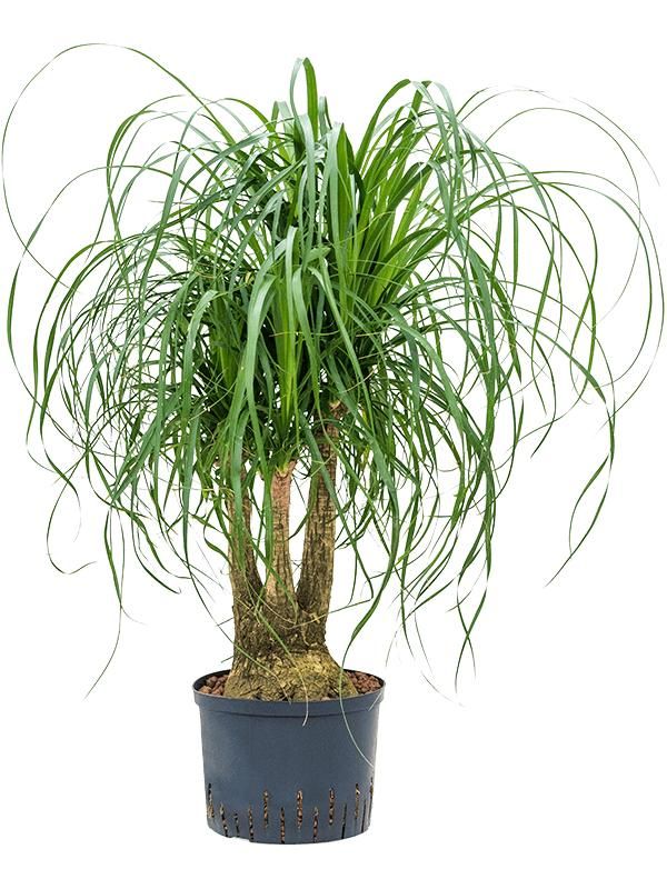 Beaucarnea recurvata, D 25