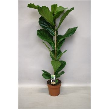 Ficus Lyrata, D 21