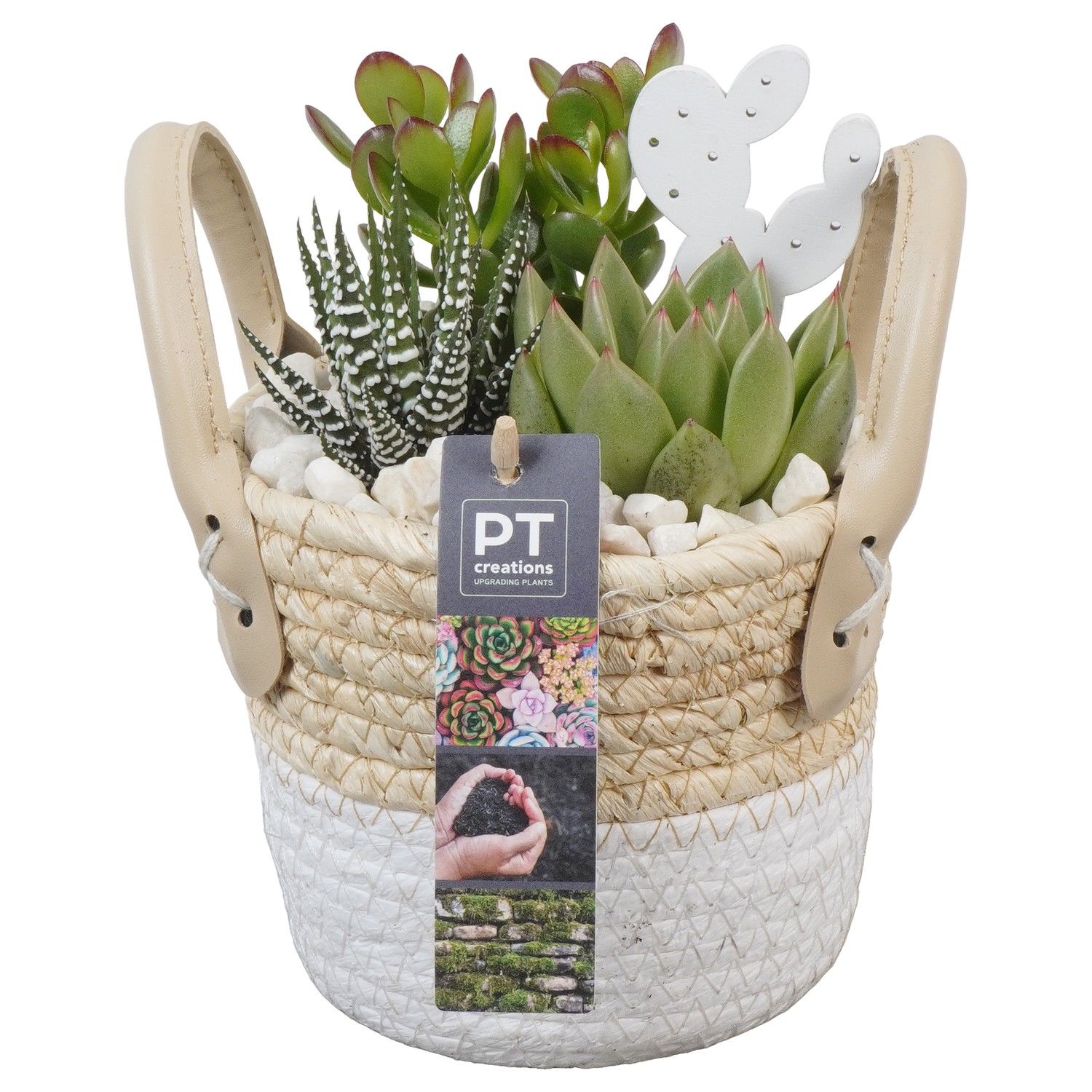 PTSU8494 Arrangement Succulenten in rieten mand, D 14